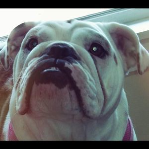 Meet your Posher, Bobby